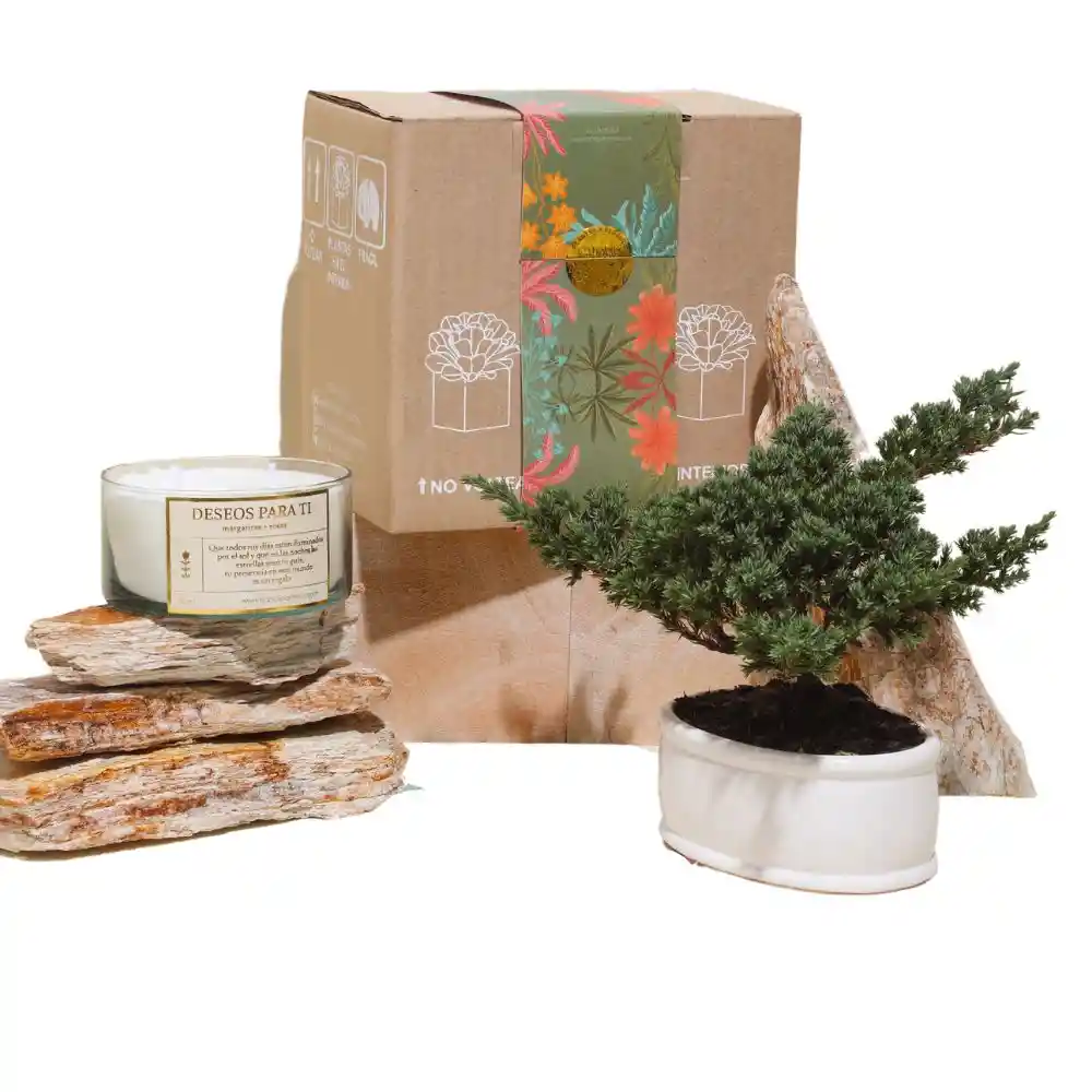 Kit De Regalo Brisa Con Bonsai