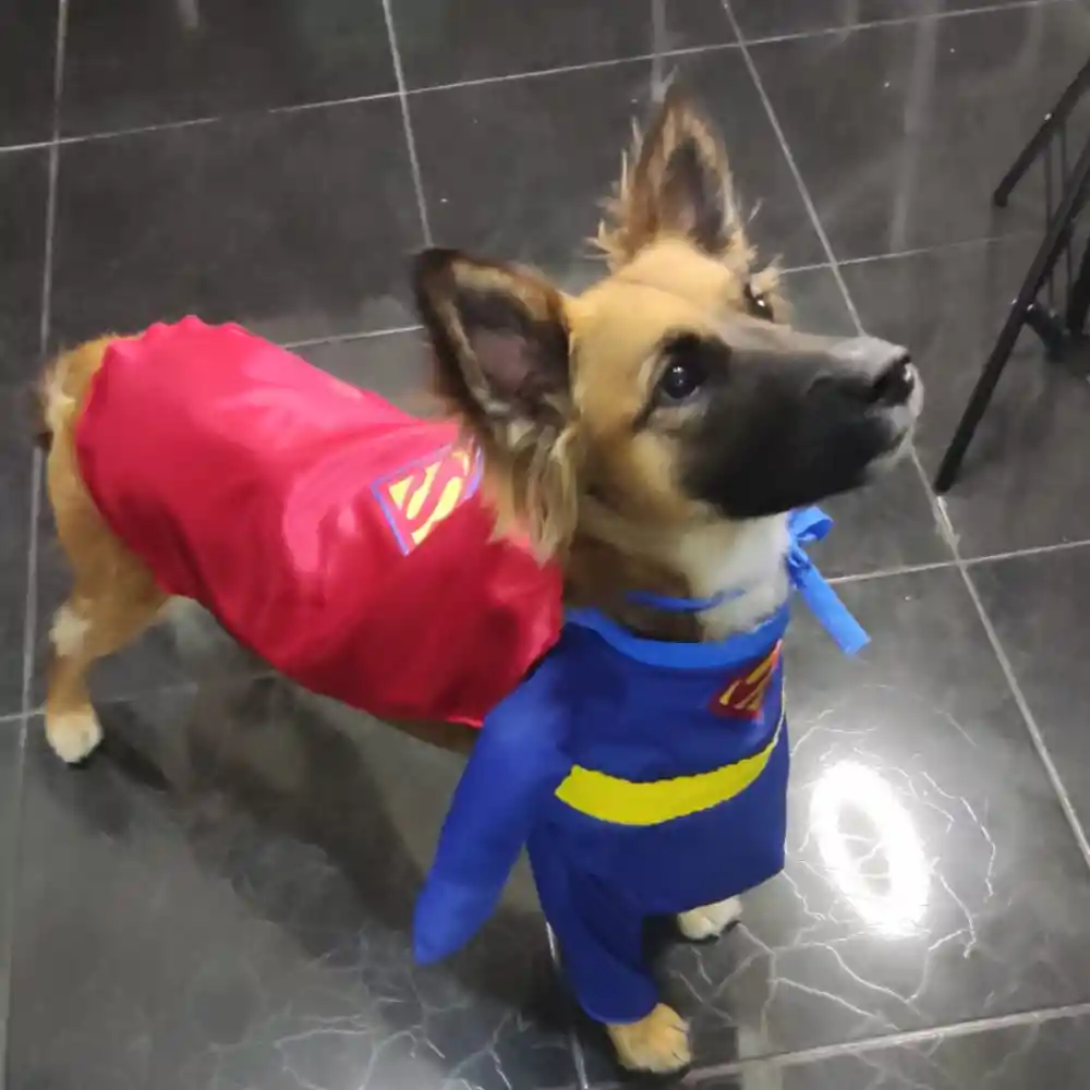 Disfraz Para Mascota Perro De Superman Halloween