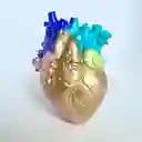Jarrón Anatomía Del Corazón Humano Multicolor