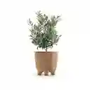 Matera Ryfo N Eco 15 Cm Café Claro