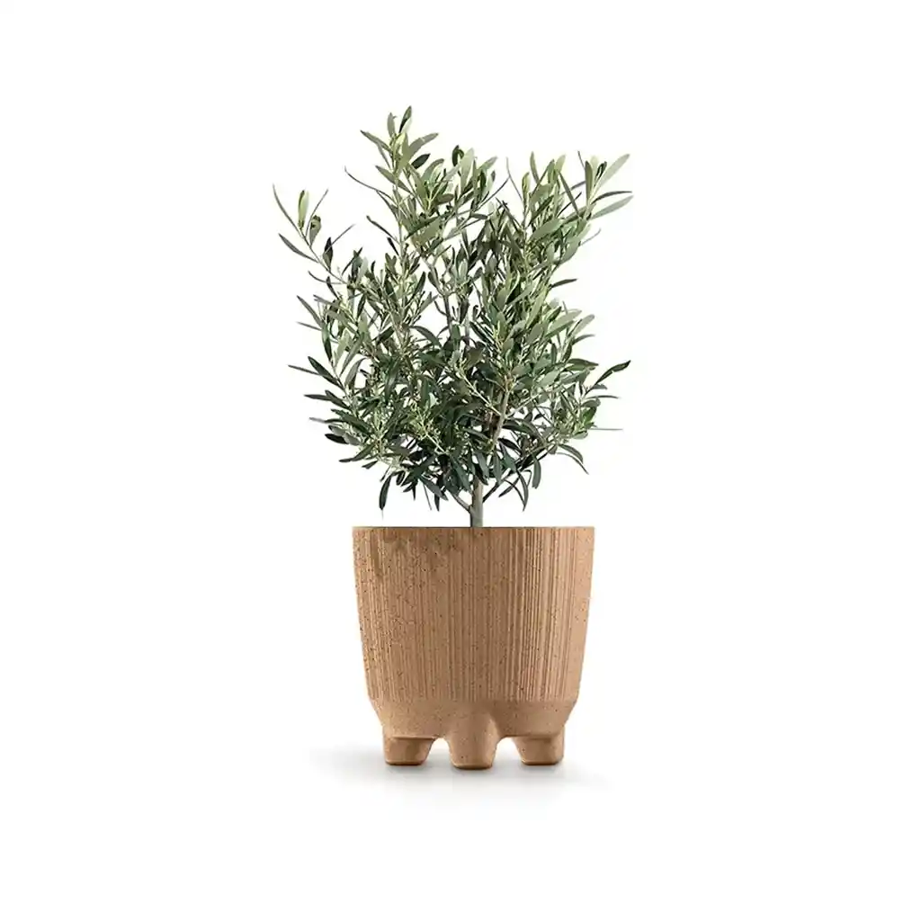 Matera Ryfo N Eco 15 Cm Café Claro