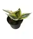 Planta Interior Lengua De Suegra Hogar Decoración Ornamental Sanseviera