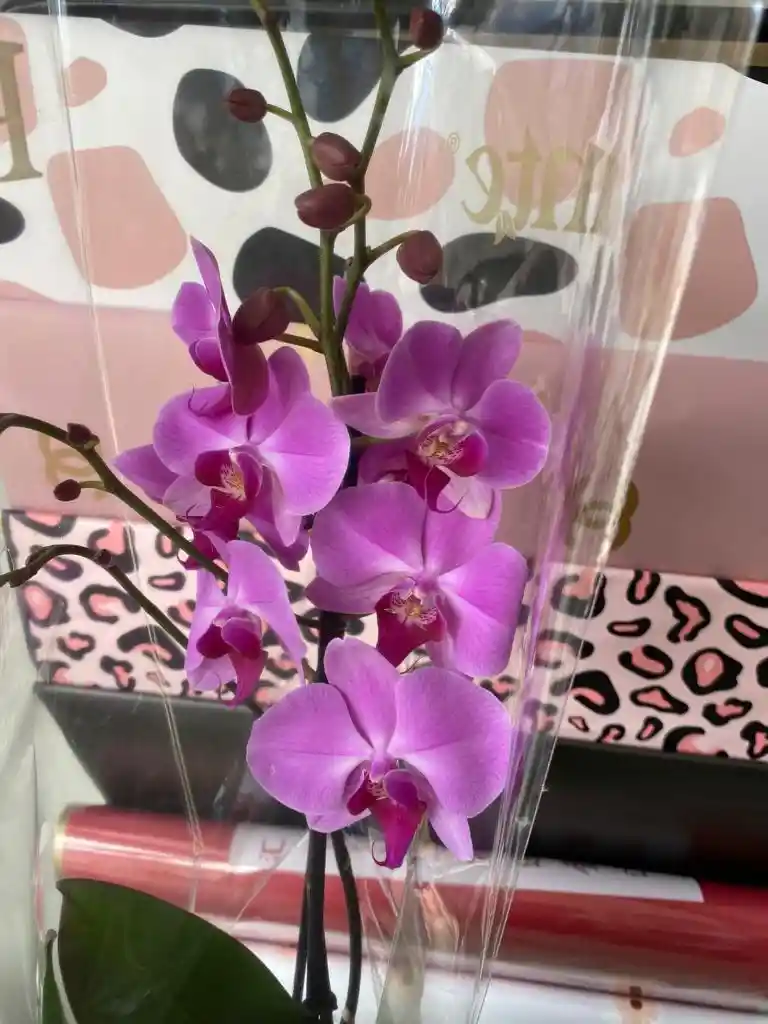 Orquidea Fucsia