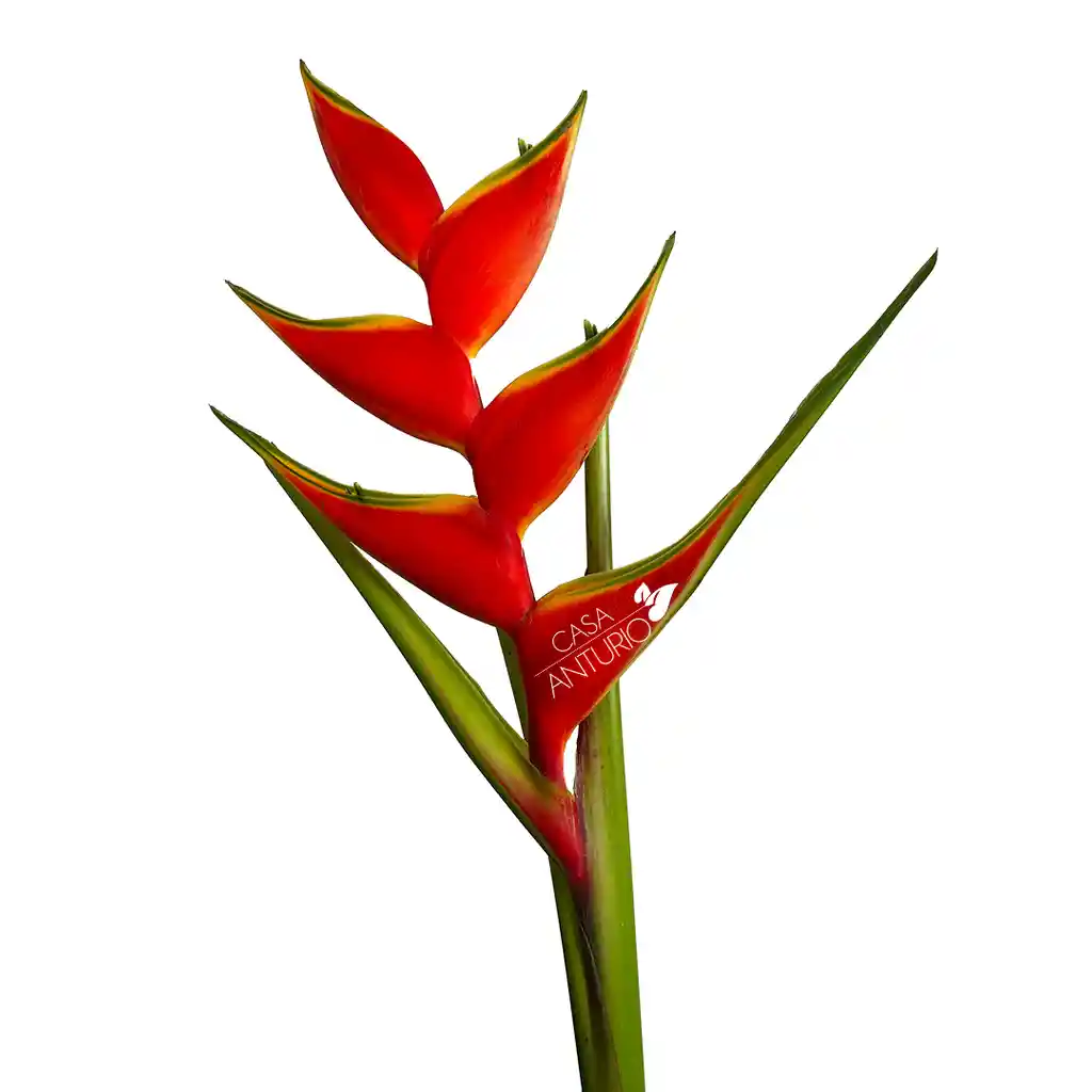 Unidad De Heliconia