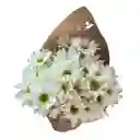 Bouquet De Margaritas Blancas