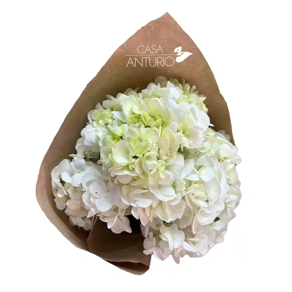 Unidad De Hortensia Blanca