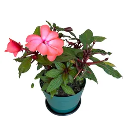 Planta Alegria Sunpatiens