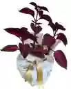 Planta Gitana