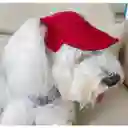 Gorras Para Mascotas