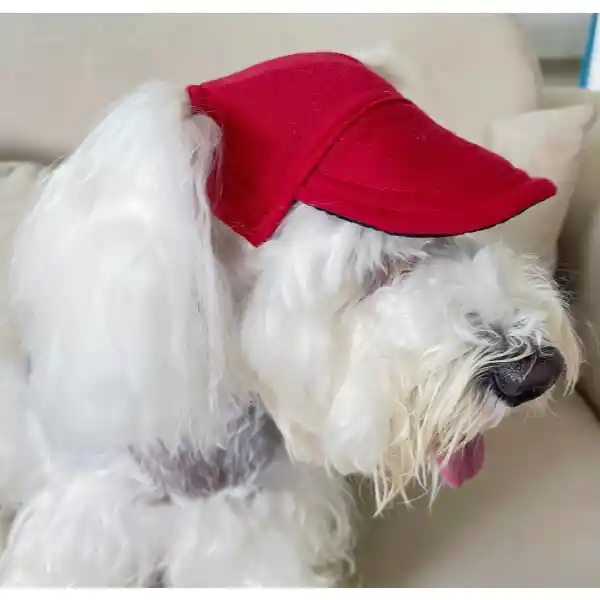 Gorras Para Mascotas