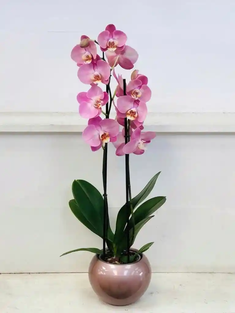 Orquidea Dos Tallos Rosada - Dcto - Matera Ceramica