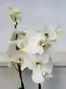 Orquidea 2v Blanca Delicato - Dcto - Matera Ceramica