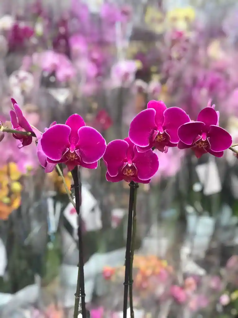 Orquidea Queen Morada - Dos Tallos - Matera De Lujo