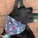 Pañoleta Doble Faz Bandana Perro Gato Catrina Hallowen Morada