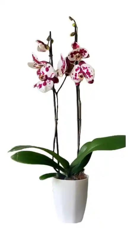 Orquídea Supreme En Matero Decorativo Plástico