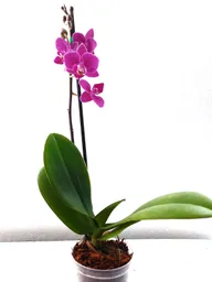 Orquidea Mini Hermosa Oferta