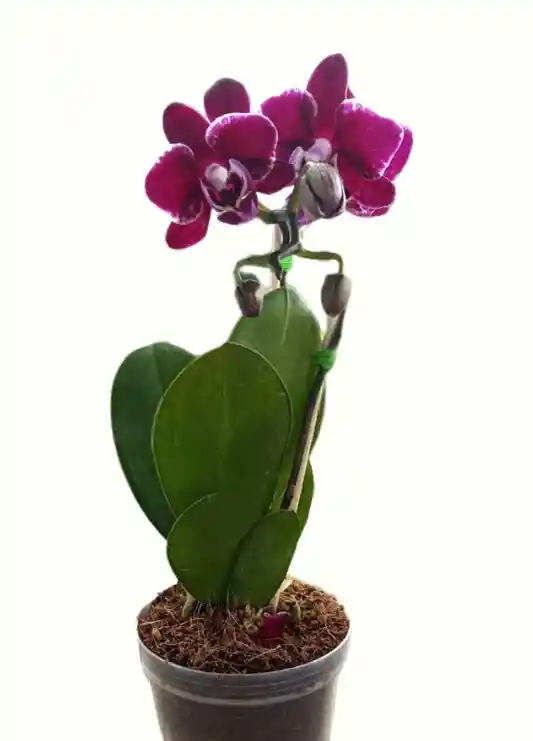 Orquídea Baby