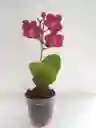 Orquídea Viva Mini