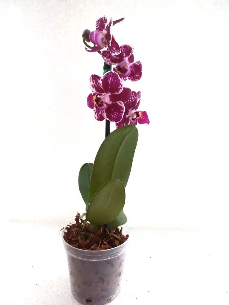 Orquídea Viva Mini