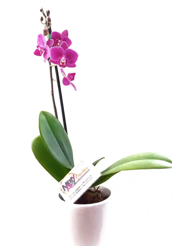 Orquidea Mini + Matera Ceramica Promo Especial Oferta