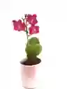 Orquidea Mini + Matera Ceramica Promo Especial Oferta