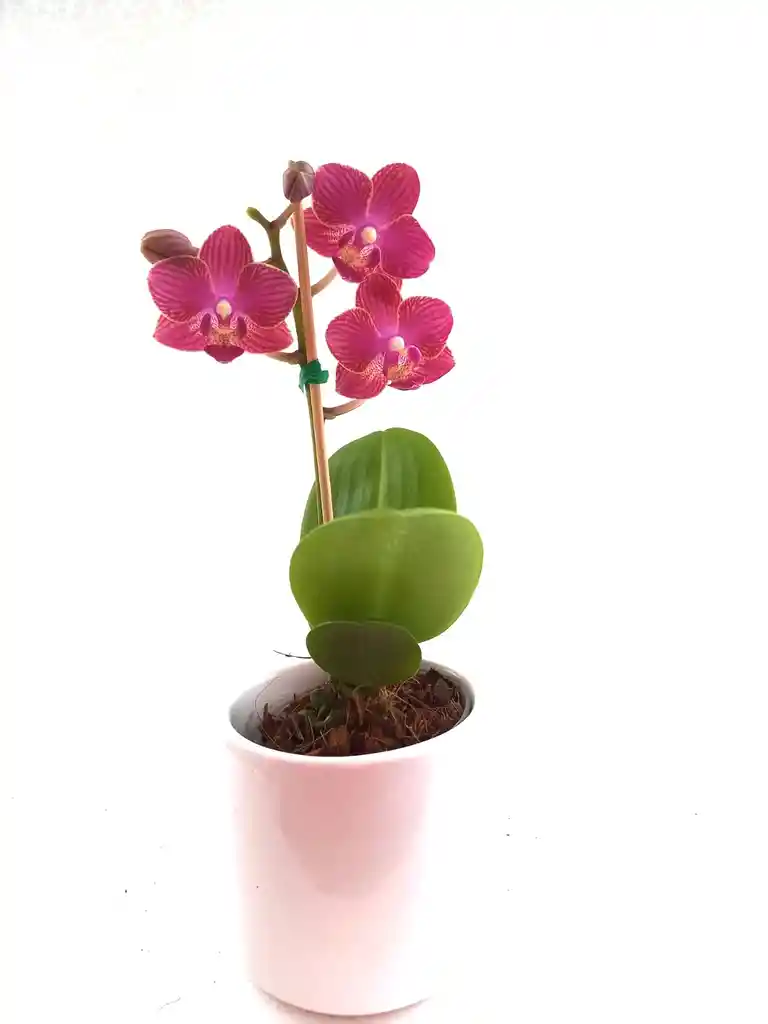 Orquidea Mini + Matera Ceramica Promo Especial Oferta