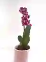 Orquidea Mini + Matera Ceramica Promo Especial Oferta