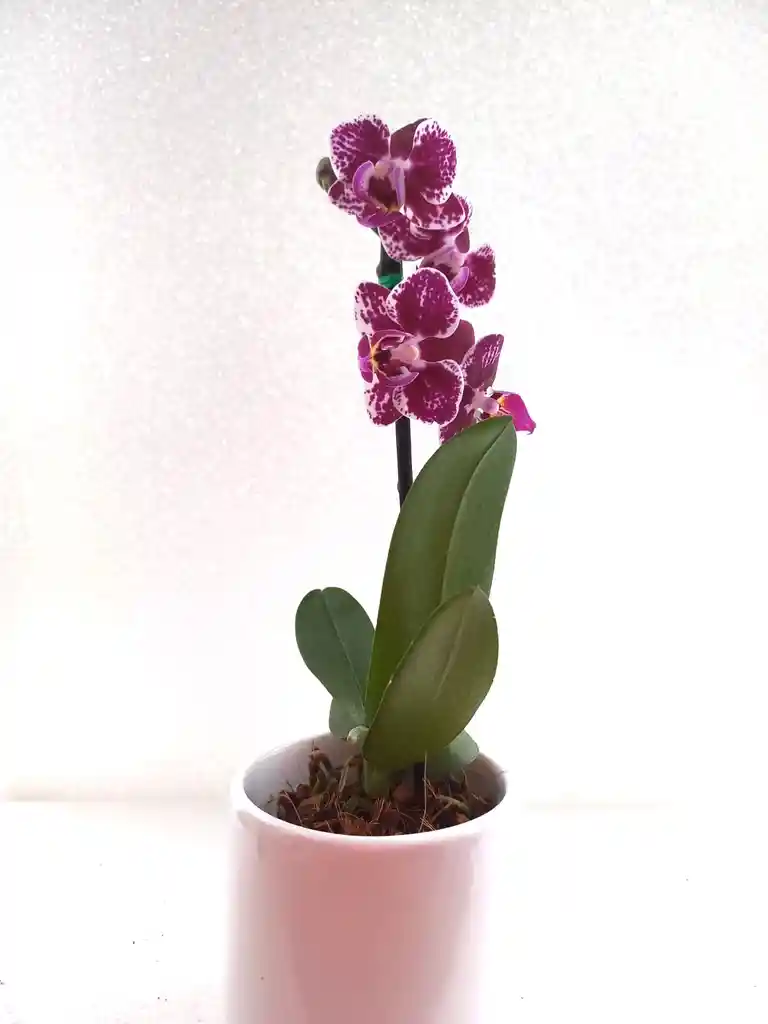 Orquidea Mini + Matera Ceramica Promo Especial Oferta