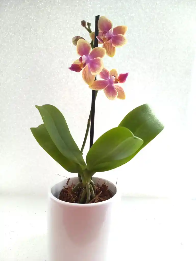 Orquidea Mini + Matera Ceramica Promo Especial Oferta