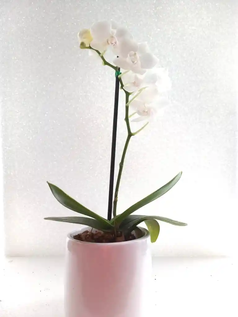 Orquidea Mini Petit Matera Ceramica Oferta Dia Madre