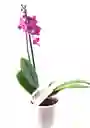 Orquidea Mini Petit Matera Ceramica Oferta Dia Madre