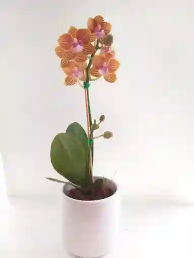 Orquidea Mini Petit Matera Ceramica Oferta Dia Madre
