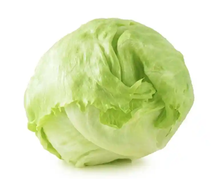 Lechuga Batavia