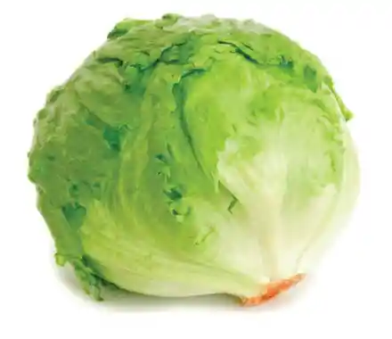 Lechuga Batavia