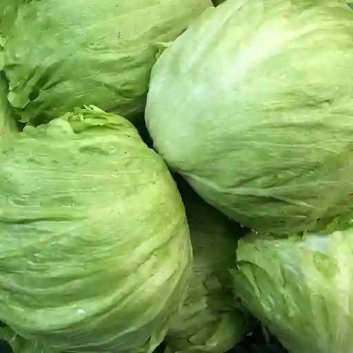 Lechuga Batavia