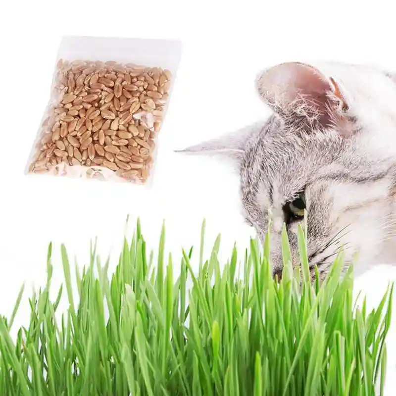 Semillas Y Abono Pasto Para Gatos Respuesto De Siembra Snack Gatos