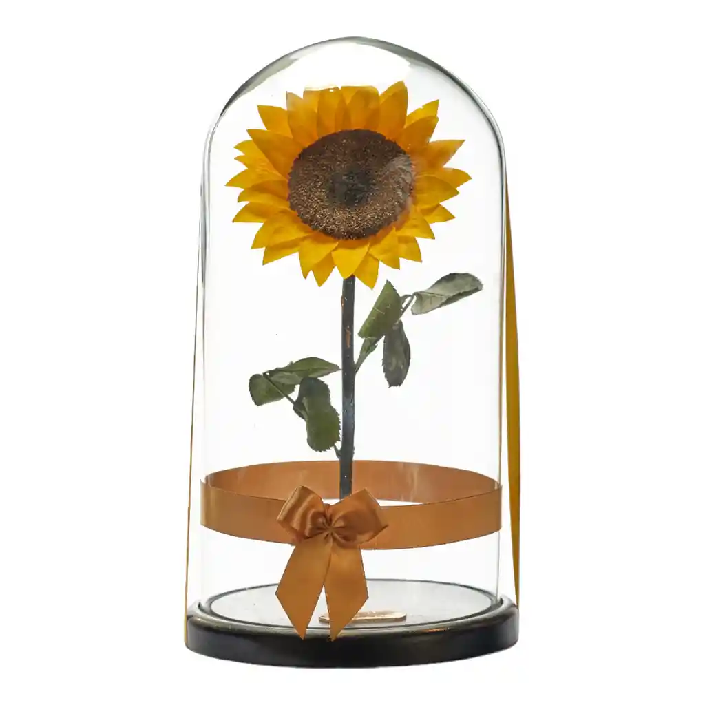 Girasol Preservado