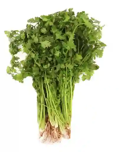 Cilantro