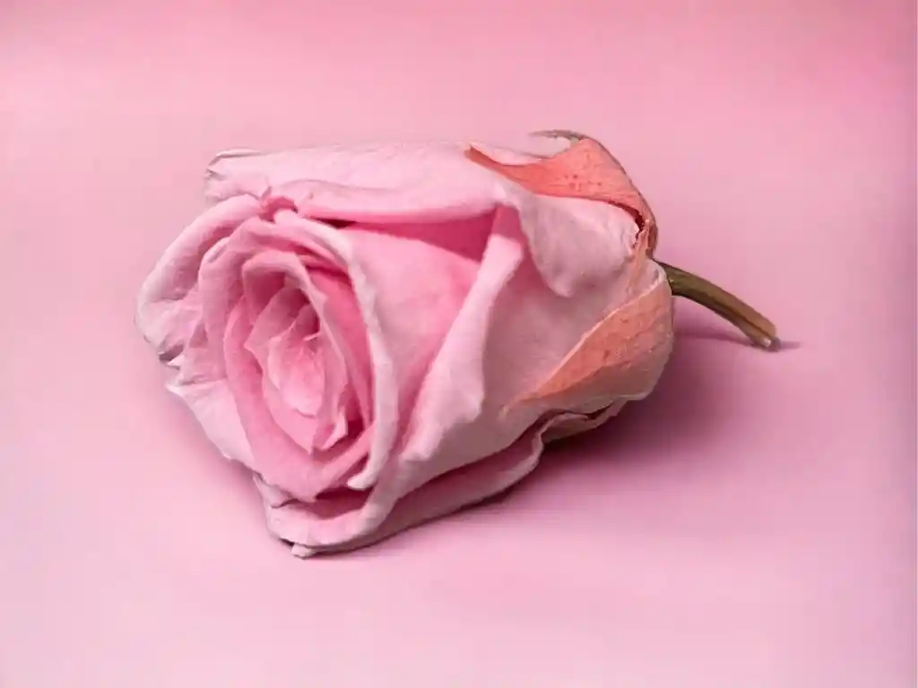 1 Rosa Inmortalizada Flor Artificial Larga Duracion Mayo Madres + Estuche