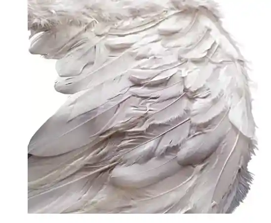 Disfraz Angel Blanco Alas 60cm + Aureola Adulto Mujer Halloween Fiesta Sexy