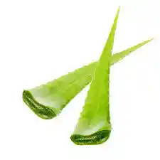Penca De Sabila