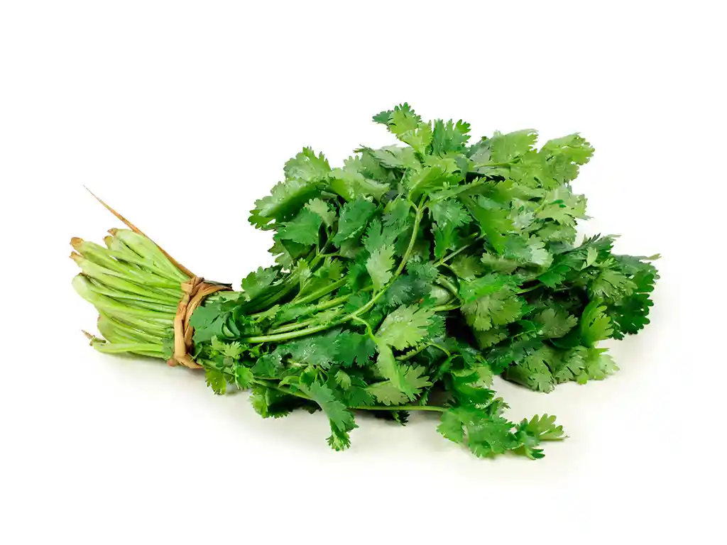 Cilantro