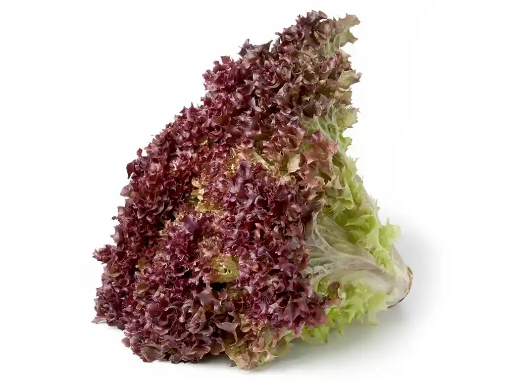 Lechuga Morada