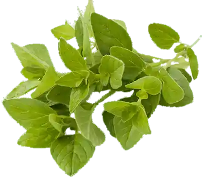 Oregano
