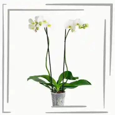 Orquidea 2 Varas Blanco Pureza