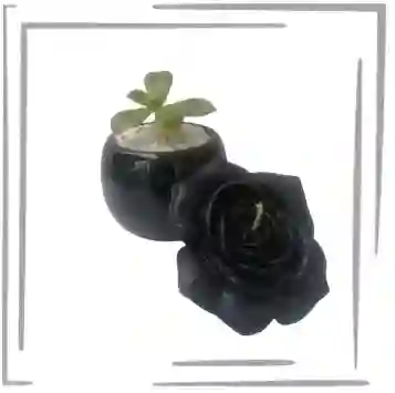 Set Planta Suculenta + Vela Perfumada Negra