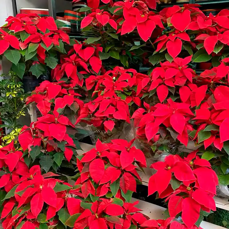 Flor De Navidad Ponsetia O Ponsettia