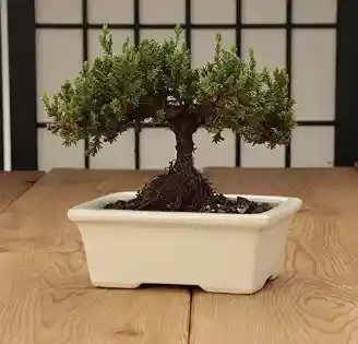 Maceta Nagasaki Bonsái - Blanca