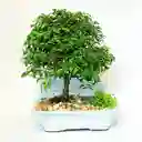 Maceta Nagasaki Bonsái - Blanca
