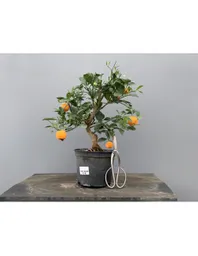 Bonsái De Naranjo - Calamondin Frutal
